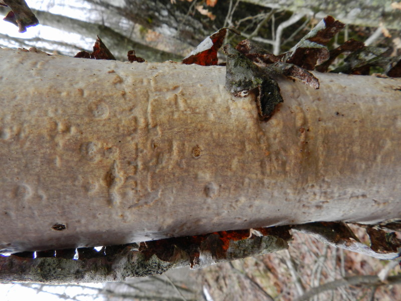 Vuilleminia 2 (Vuilleminia comedens)